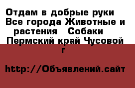 Отдам в добрые руки  - Все города Животные и растения » Собаки   . Пермский край,Чусовой г.